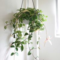 ホヤ・カルノーサ,観葉植物,ホヤ,グリーンインテリア,成長記録の画像