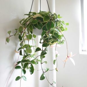 ホヤ・カルノーサ,観葉植物,ホヤ,グリーンインテリア,成長記録の画像