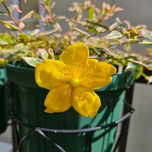 ヒペリカム トリカラー,鉢植え,明るい日陰,プランター,ガーデニング初心者の画像