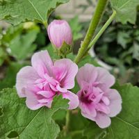マルバ・パークロンデル,鉢植え,明るい日陰,プランター,ガーデニング初心者の画像