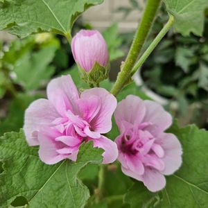 マルバ・パークロンデル,鉢植え,明るい日陰,プランター,ガーデニング初心者の画像