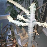ユーフォルビア ホワイトゴースト,観葉植物,ユーフォルビアの画像