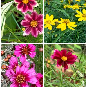 ナチュラルガーデン,花のある暮らし,自然が好き,GS映え,GS日和の画像