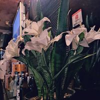リュウゼツラン,おでかけ先の画像