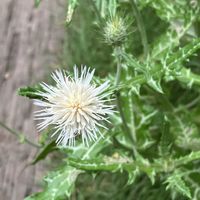 ナチュラルガーデン,花のある暮らし,自然が好き,GS映え,GS日和の画像