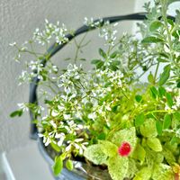 寄せ植え,三ッ星品質モニター,フラムキャットモニターの画像