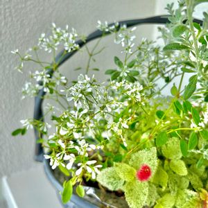 寄せ植え,三ッ星品質モニター,フラムキャットモニターの画像