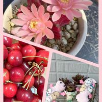 多肉植物,サボテン科,ありがとう♡,多肉女子,繋がりに感謝✨の画像