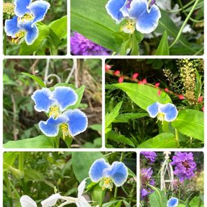 ナチュラルガーデン,花のある暮らし,自然が好き,GS映え,GS日和の画像