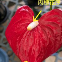 アンスリウム,安曇野,アンスリウム・アンドレアナム,信州大好き⛰️,今日の花の画像