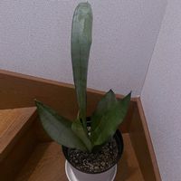 ムーンシャイン,サンスべリア,観葉植物,iPhone撮影,階段/廊下の画像