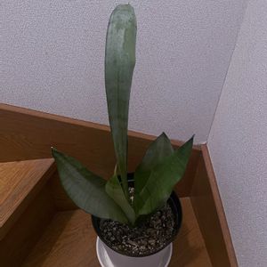 ムーンシャイン,サンスべリア,観葉植物,iPhone撮影,階段/廊下の画像