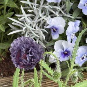 ブラキカム,ビオラ,アメージング グレイ,寄せ植え,職場にての画像