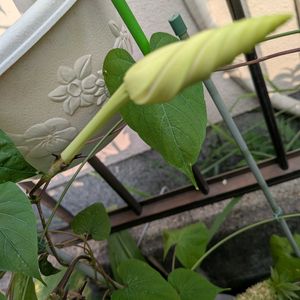 ヨルガオ,ヨルガオ,ヨルガオ,夜顔・ヨルガオ（夜開草・ヤカイソウ）,夜顔の蕾の画像