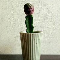 サボテン,スルコレブチア ラウシー,多肉植物,さぼてん,みどりのサボテンの画像