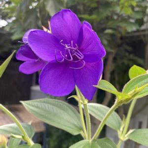 ノボタン,地植え,開花,紫の花,緑が好きの画像