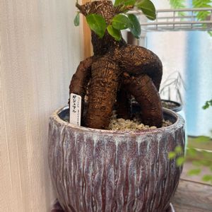 ガジュマル,観葉植物,フィカス属,丸坊主,剪定の画像