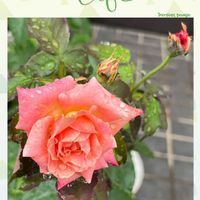 バラ,可愛らしい,花のある暮らし,健気の画像
