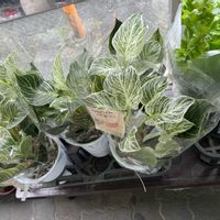 フィロデンドロン・バーキン,観葉植物,フィカス属,セールの画像