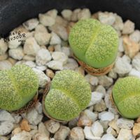 メセン,リトープス属,タニラー,リトープス✧,その他部屋の画像