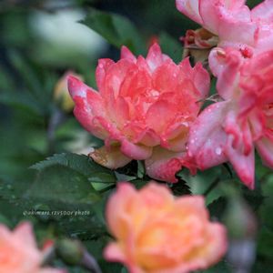 鉢バラ,バラ・ミニバラ,ばら バラ 薔薇,テラスの画像