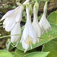 ギボウシ,ギボウシ,散歩,白い花,花散歩の画像