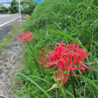 ヒガンバナ,山野草,野草,群生,癒されての画像