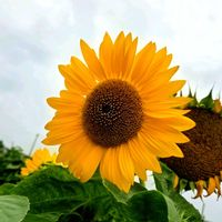 ヒマワリ,ルドベキア,いつもありがとう♡,綺麗,GSに感謝。の画像