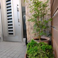 イワヒバ,モミジ,ガーデニング,ボタニカルライフ,山野草の画像