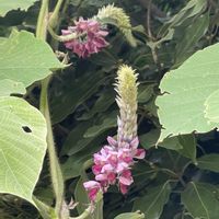 いつもの散歩道,プチ家庭菜園,季節の花を楽しむの画像