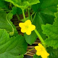 黄色い花,ウリ科,蜂が来る,家庭菜園の画像
