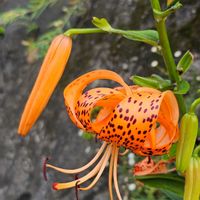 オニユリ,ユリ,日曜ビタミンカラー♪,日曜日は日本を感じる和の花の画像
