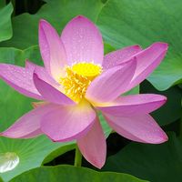 ハス,大賀蓮,花のある暮らし,ドライブ,植物のある暮らしの画像