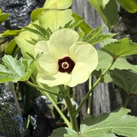 オクラの花,沖縄,日曜ビタミンカラー♪,家庭菜園,庭の画像