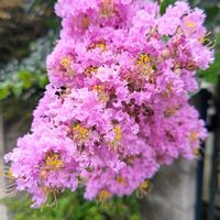 サルスベリ,サルスベリ,百日紅,百日紅,モコの散歩道の画像