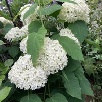 アナベル,ピンクアナベル,ピンクアナベル,鉢植え,季節の花の画像