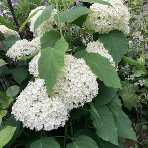 アナベル,ピンクアナベル,ピンクアナベル,鉢植え,季節の花の画像