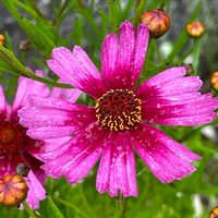 ハイビスカス,コレオプシス ガーネット,花のある暮らし,お花大好き♡,ピンクワールドへ ようこその画像