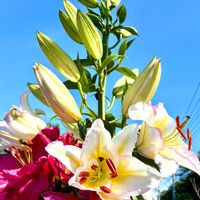 カリブラコア,ペチュニア,サトイモ,オリエンタルユリ,ペラルゴニウム パールグレイの画像