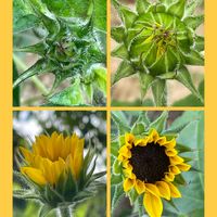 センペルビウム 巻絹,ひまわり アポロン,花のある暮らし,お花大好き♡,お散歩ちゃんキーホルダーの画像
