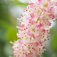アメリカリョウブ ピンクスパイヤー,きれい,ピンクの花,花のある暮らし,植中毒の画像