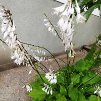 ギボウシの画像