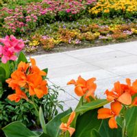 カンナ,元気！,暑さに強い,日曜ビタミンカラー♪,暑さに耐えるの画像