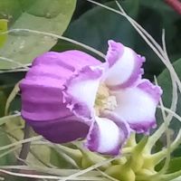 クレマチス キャプリン,鉢植え,地植え,四季咲き,花のある暮らしの画像