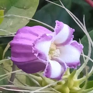 クレマチス キャプリン,鉢植え,地植え,四季咲き,花のある暮らしの画像