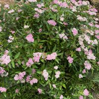 シモツケ ,落花生畑,花のある暮らし,畑の画像