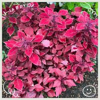 ケイトウ,サフィニア,栄養系コリウス,青色フジバカマ,お花大好き♡の画像