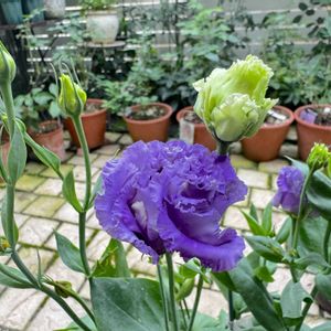 紫陽花,ガーデニング,ナチュラルガーデン,手作りの庭,花のある暮らしの画像