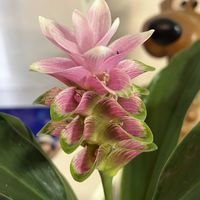 クルクマ,ピンクの花,平和を願う☆,いつまでも友達でいよう♡の画像