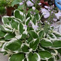 ブラキカム,ラベンダー,ホスタ パトリオット,紫陽花　ウエディングドレス,我が家の今日の庭からの画像